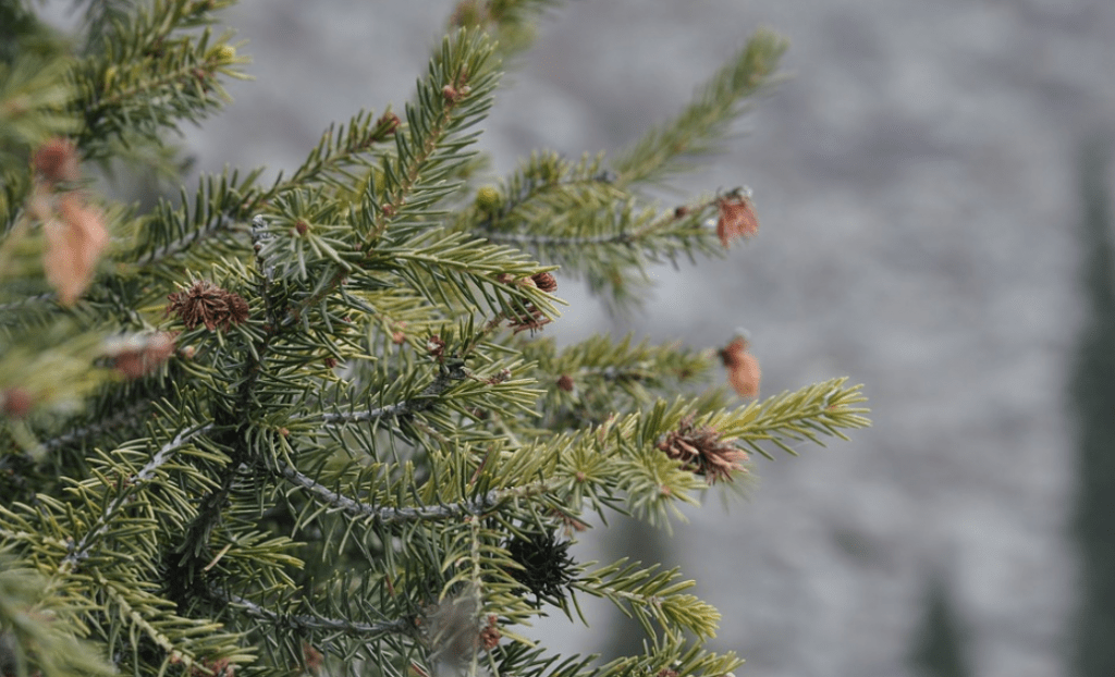 weihnachtsbaumversand